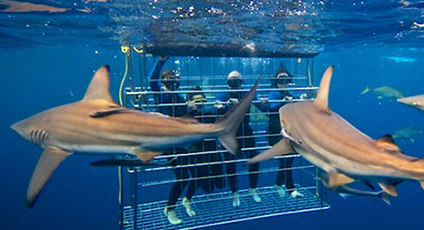 Shark Cage Diving
