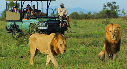Safari Game Drives in the Kruger