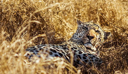 Joburg Meets Safari Experience