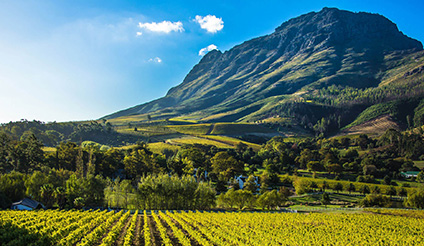 Cape Town Winelands